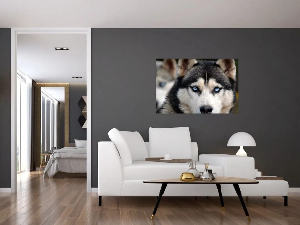 Tablou cu câinele husky (90x60 cm)