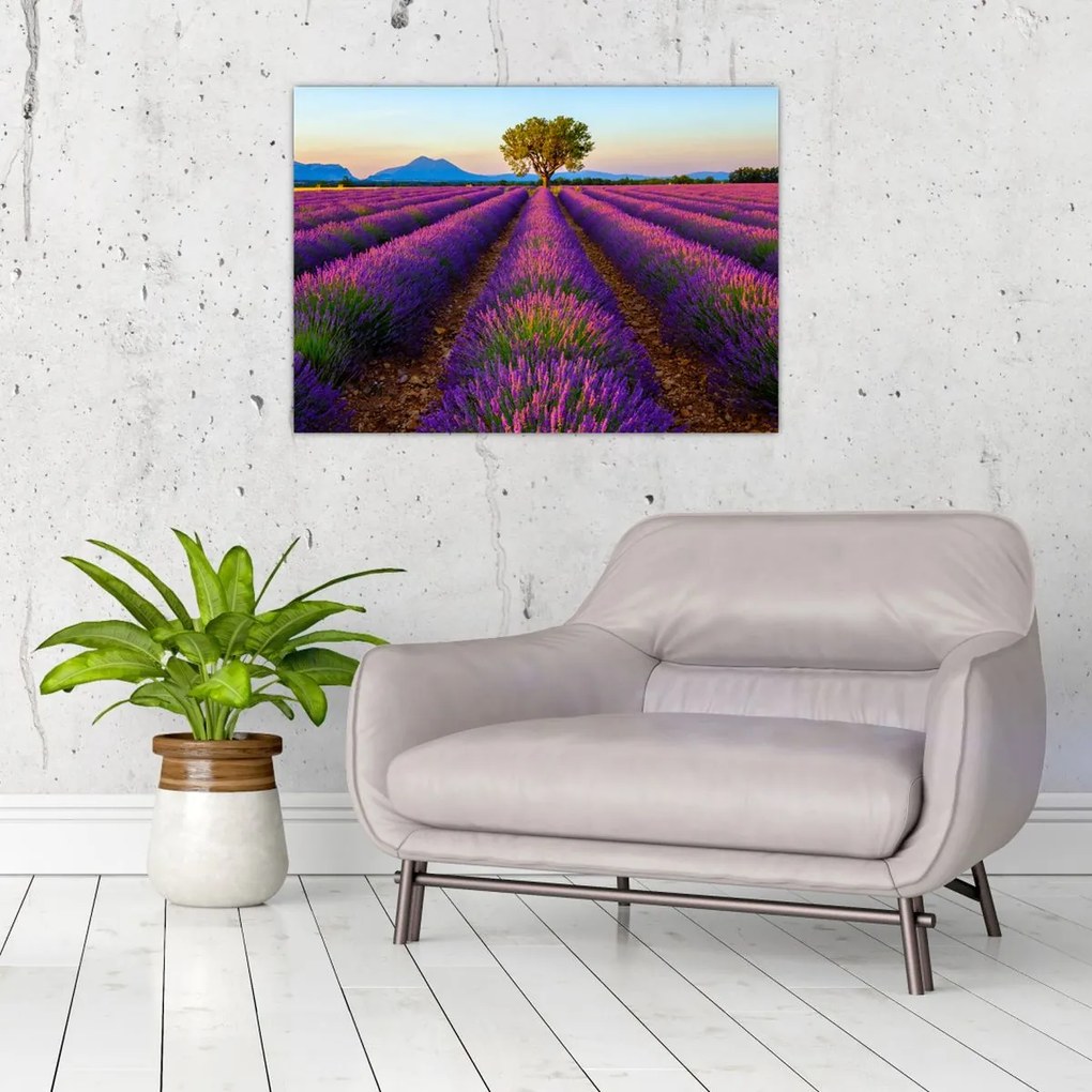 Tablou - Câmp de lavandă (70x50 cm)
