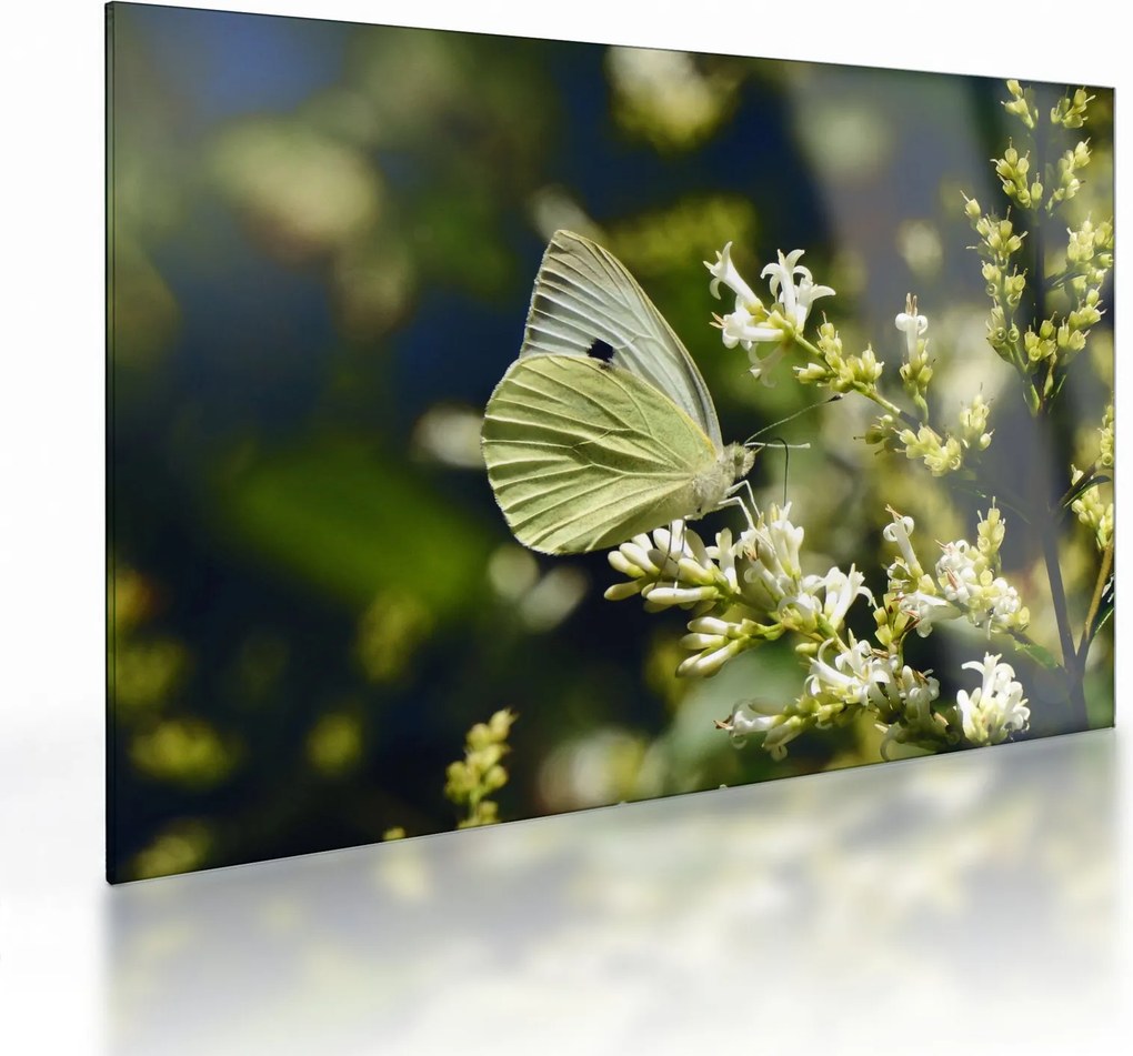 Tablou pe sticlă cu fluture (70x50 cm)