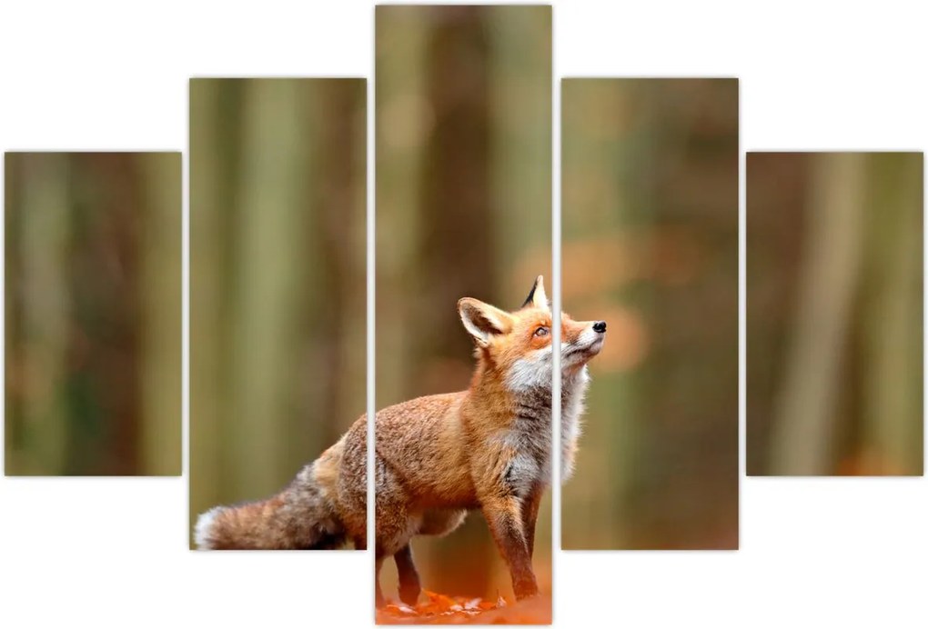 Tablou - Vulpe (150x105 cm)