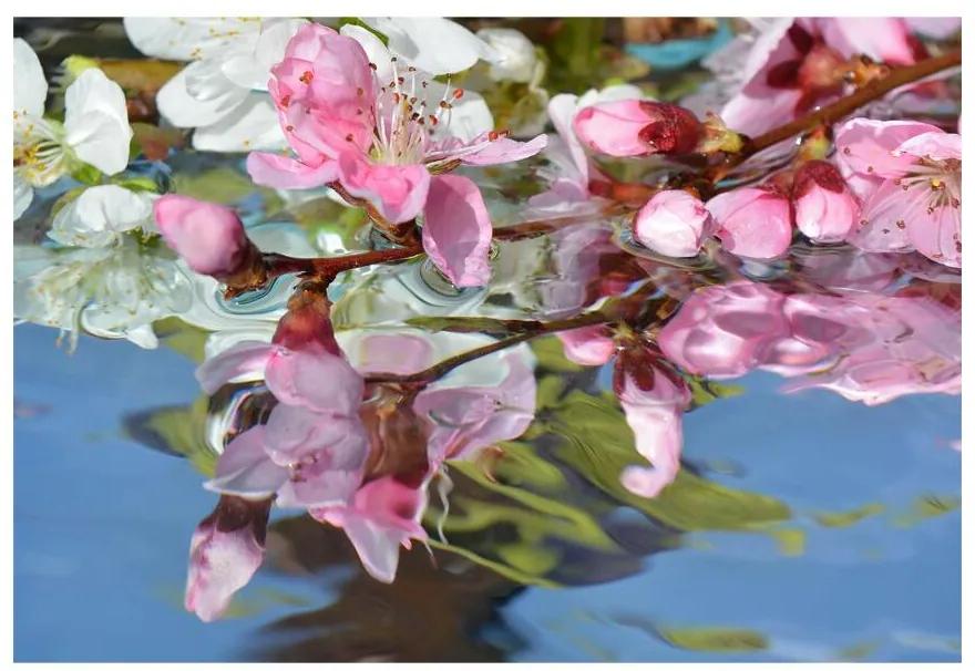 Fototapet Cherry Blossom Water
