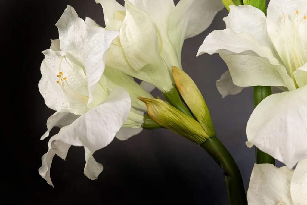 Aranjament floral mediu design LUX AMARYLLIS RADISH WHITE
