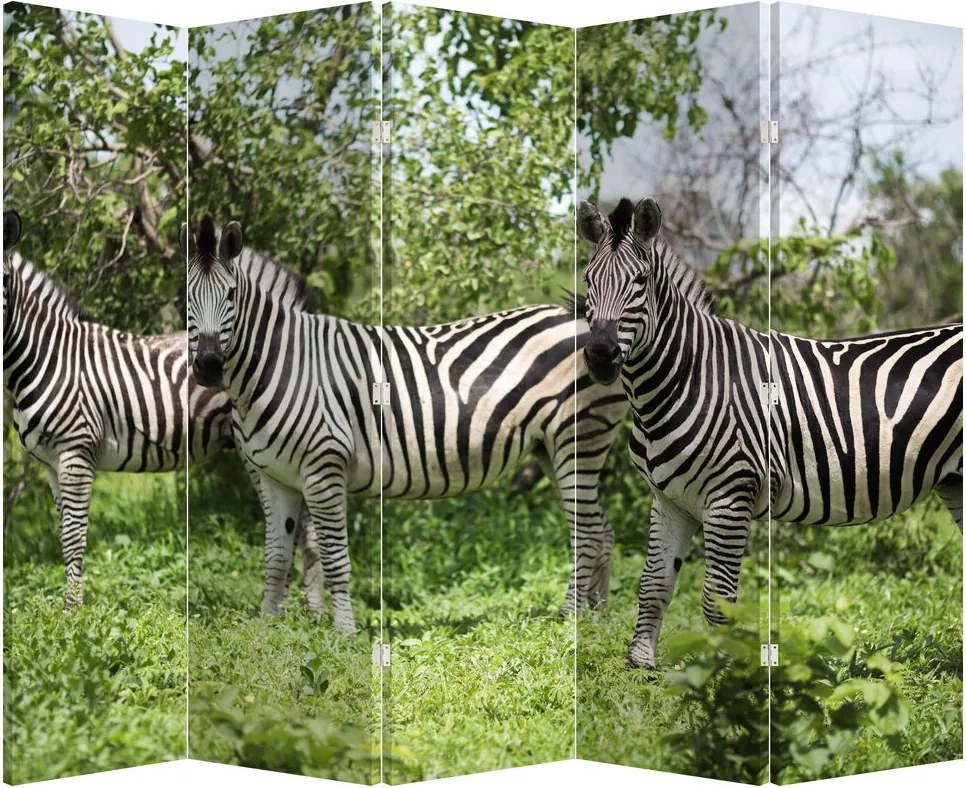 Paravan - Zebre (210x170 cm)