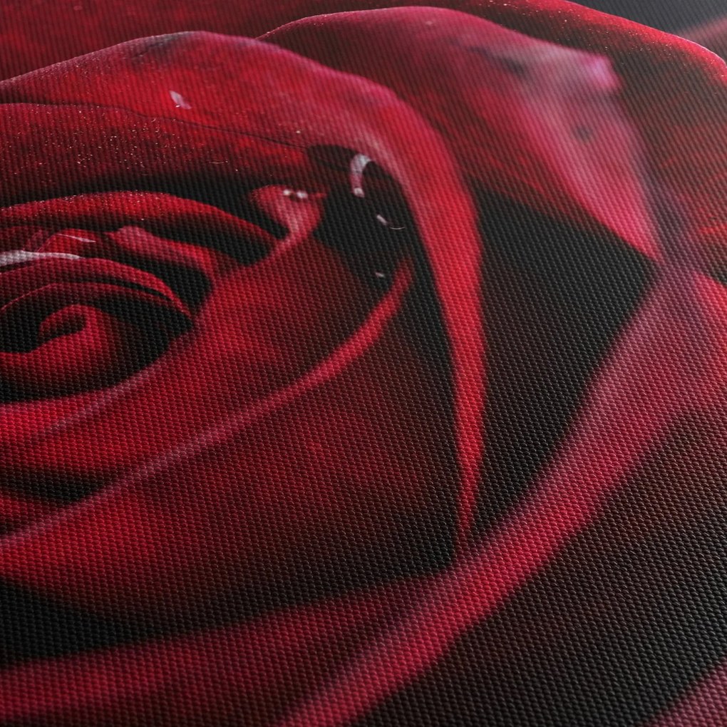 Tablou - Trandafir roșu (120x50 cm)