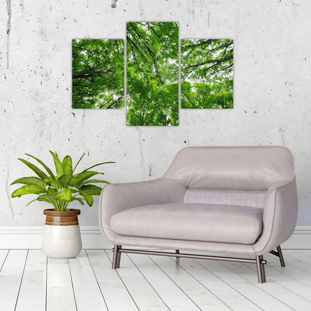 Tablou - privire în coroanele pomilor (90x60 cm)