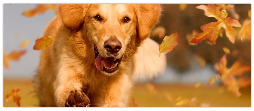 Tablou - Golden Retriever (120x50 cm)