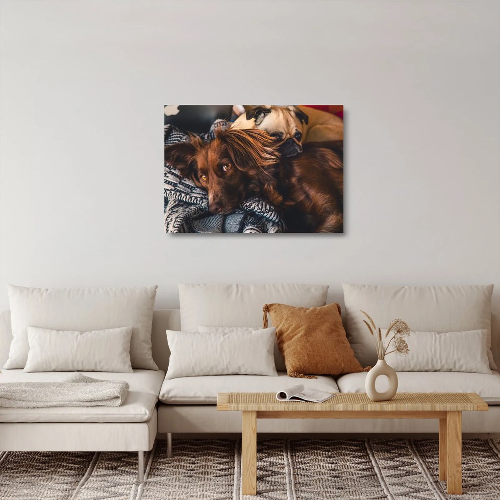 Tablou pe sticlă cu câini dormind (70x50 cm)
