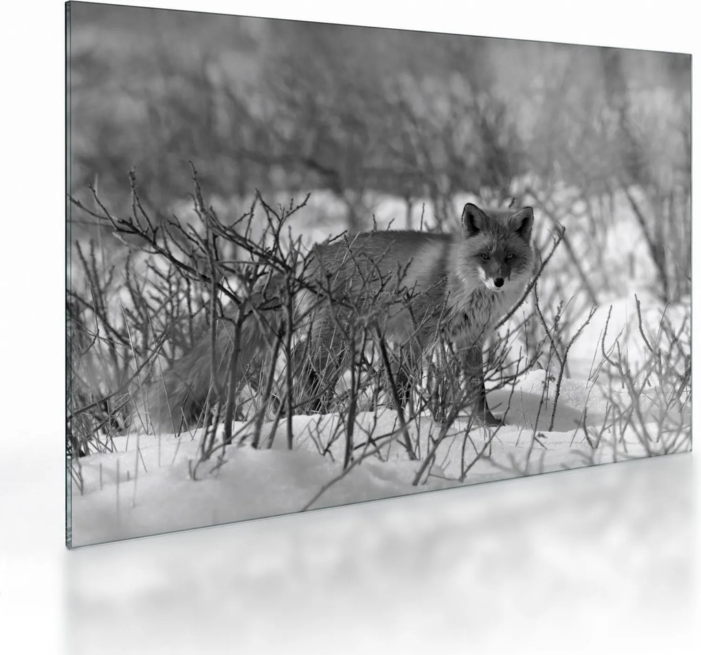 Tablou pe sticlă - Vulpe în timpul iernii (70x50 cm)