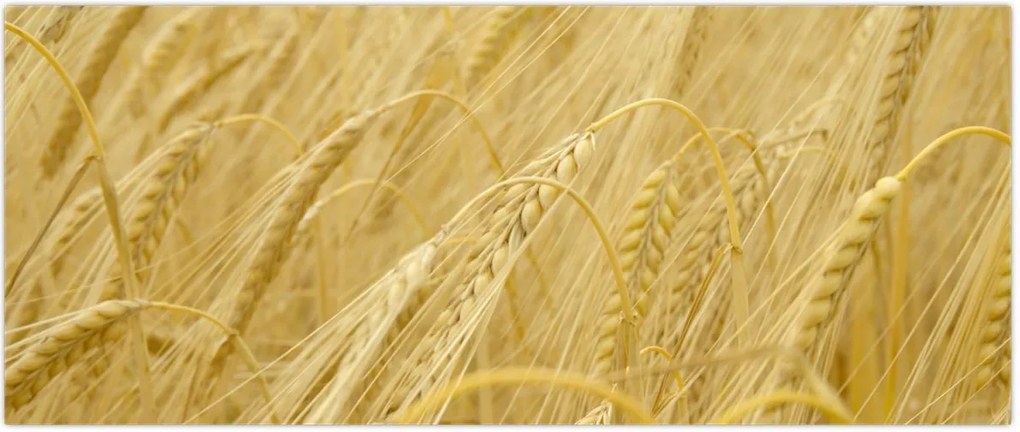 Tablou - Orz (120x50 cm)