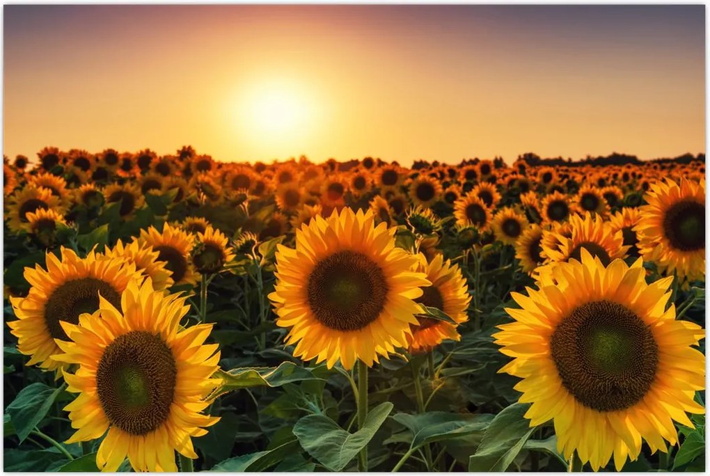 Tablou - Floarea soarelui (90x60 cm)