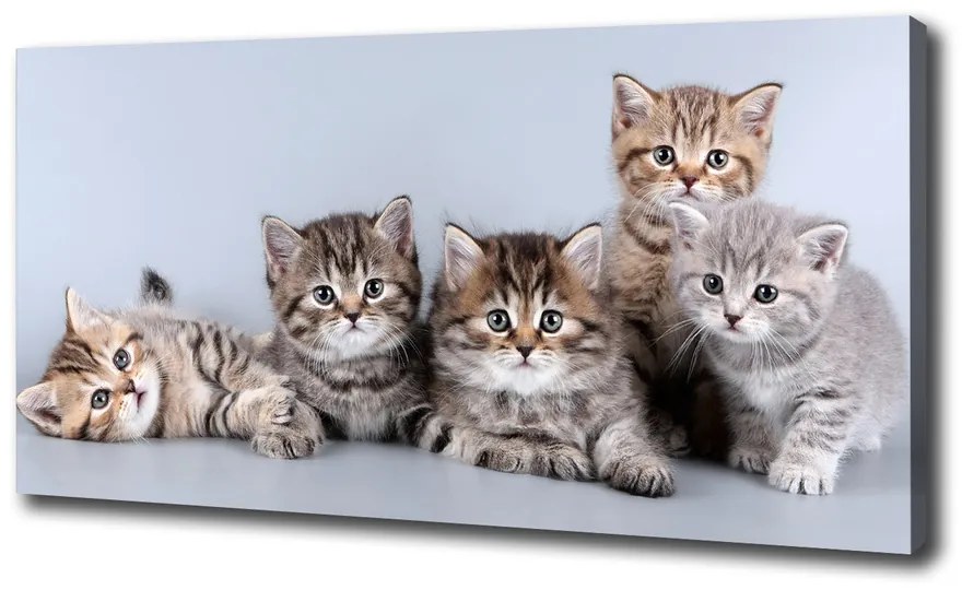 Tablou pe pânză canvas Cinci pisici