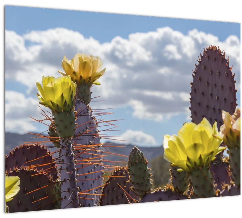 Tablou pe sticlă cu floarea de cactus Opunție (70x50 cm)