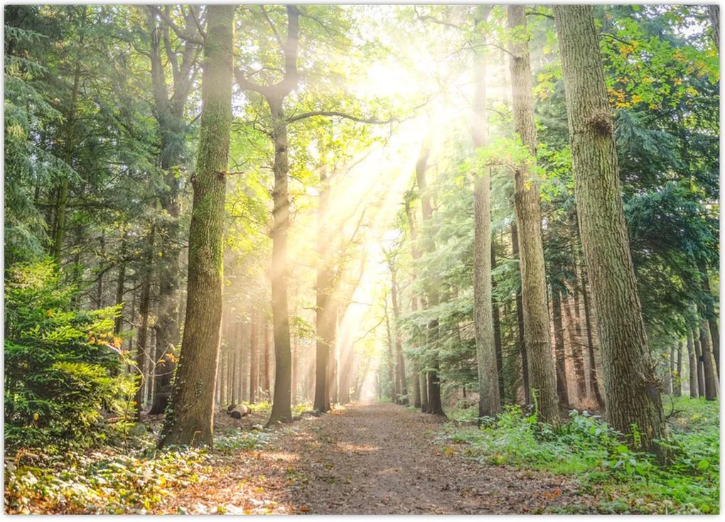 Tablou - Poteci în pădure (70x50 cm)