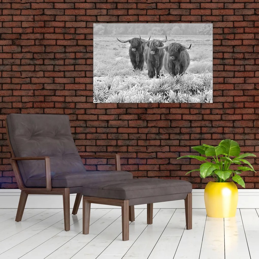 Tablou - Vaci scoțiene,alb-negru (90x60 cm)
