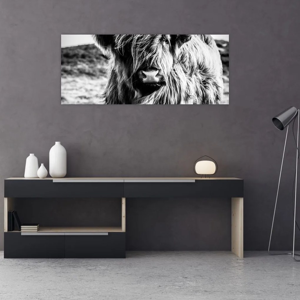 Tablou - Highland - vacă scoțiană (120x50 cm)