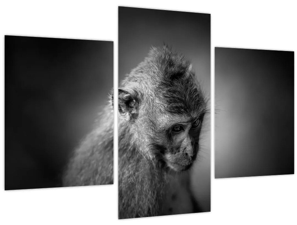 Tablou - Maimuță (90x60 cm)