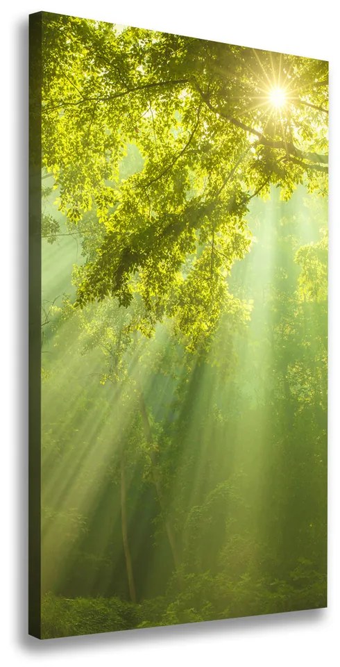 Tablou pe pânză canvas Soare în pădure