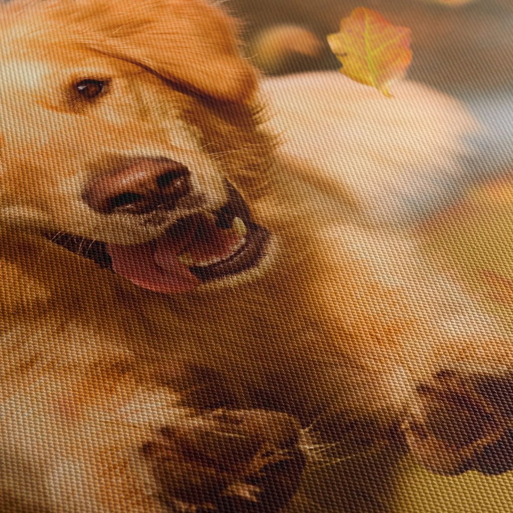 Tablou - Golden Retriever (70x50 cm)