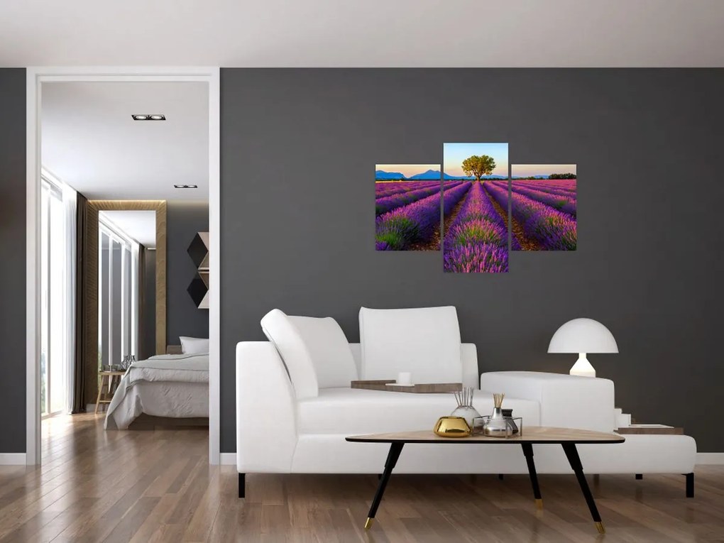 Tablou - Câmp de lavandă (90x60 cm)