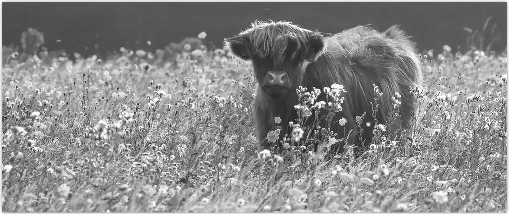 Tablou - Vacă scoțiană 5,alb-negru (120x50 cm)