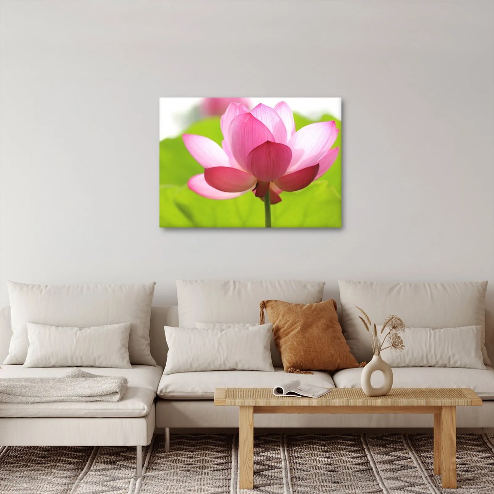 Tablou cu flori de lotus (70x50 cm)