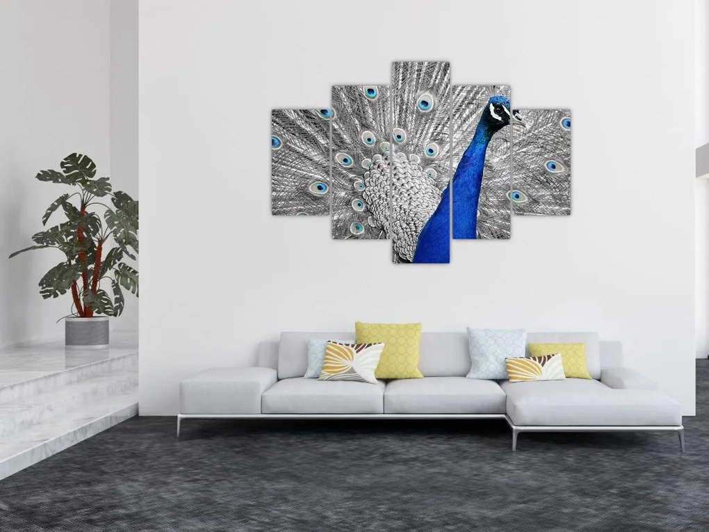 Tablou - păun albastru (150x105 cm)