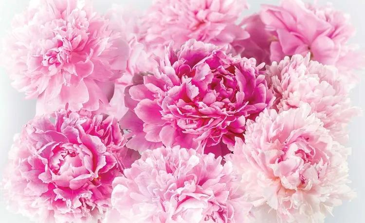 Pink Carnations Fototapet, (104 x 70.5 cm)