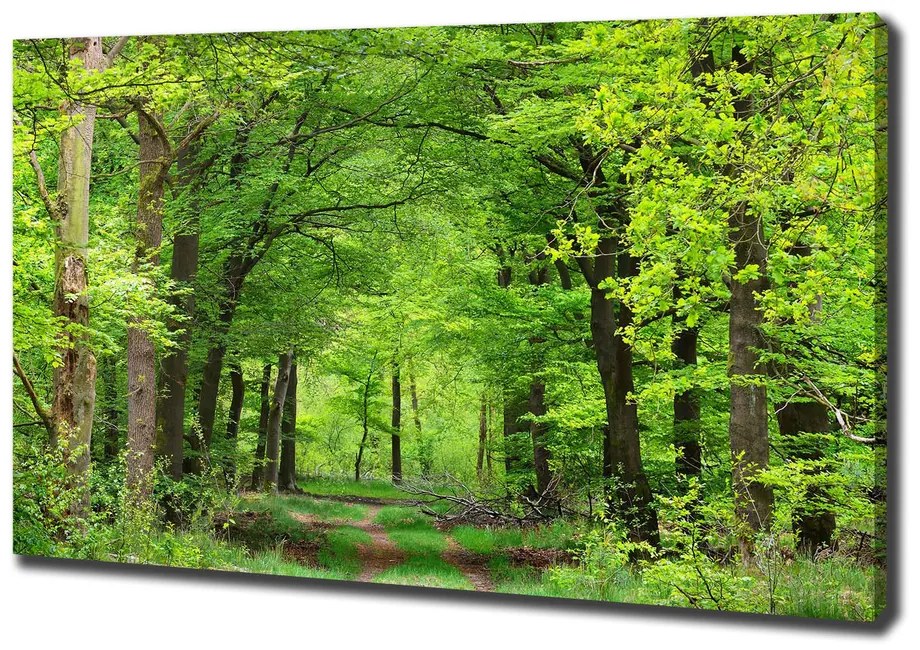 Tablou canvas Pădure de primăvară
