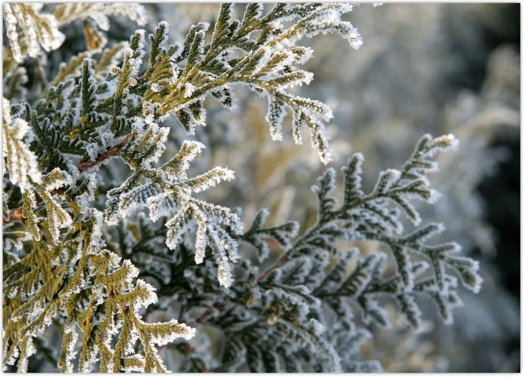 Tablou - Detaliu ramură (70x50 cm)