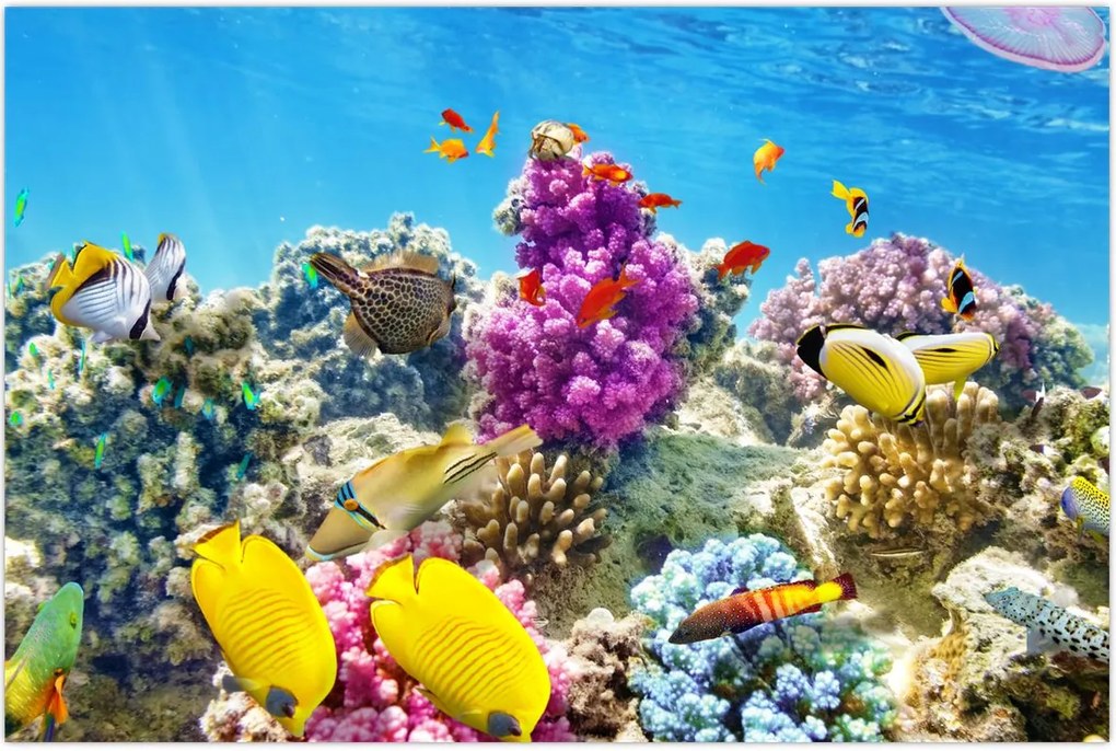 Tablou - Lumea mării (90x60 cm)