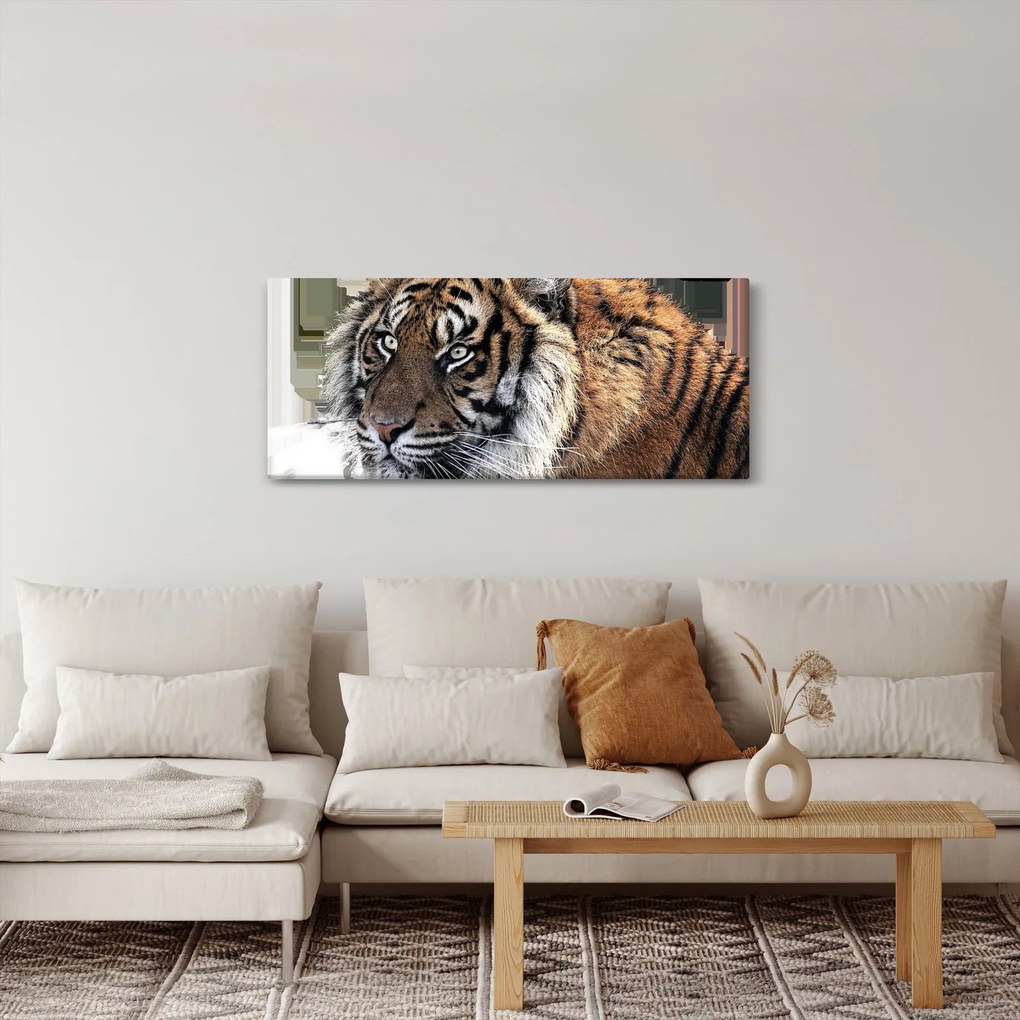 Tablou cu tigrul (120x50 cm)