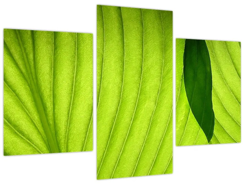 Tablou - Detaliu de frunză verde (90x60 cm)