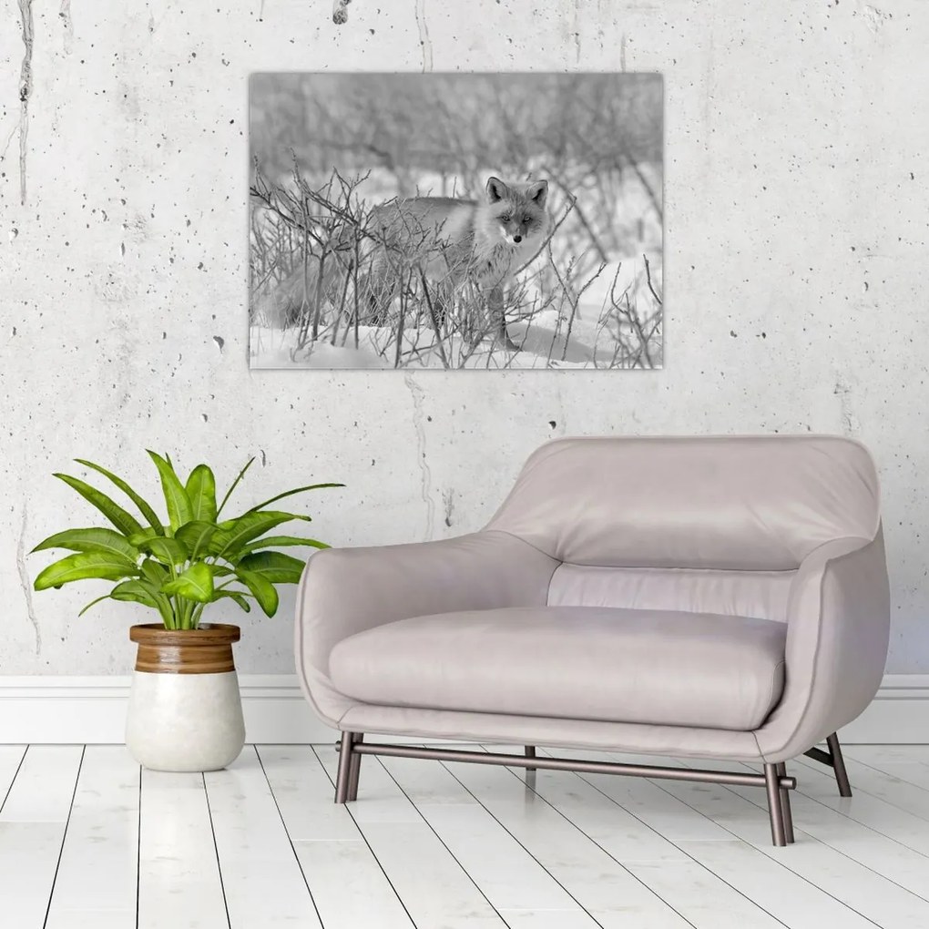 Tablou - Vulpe,alb-negru (70x50 cm)