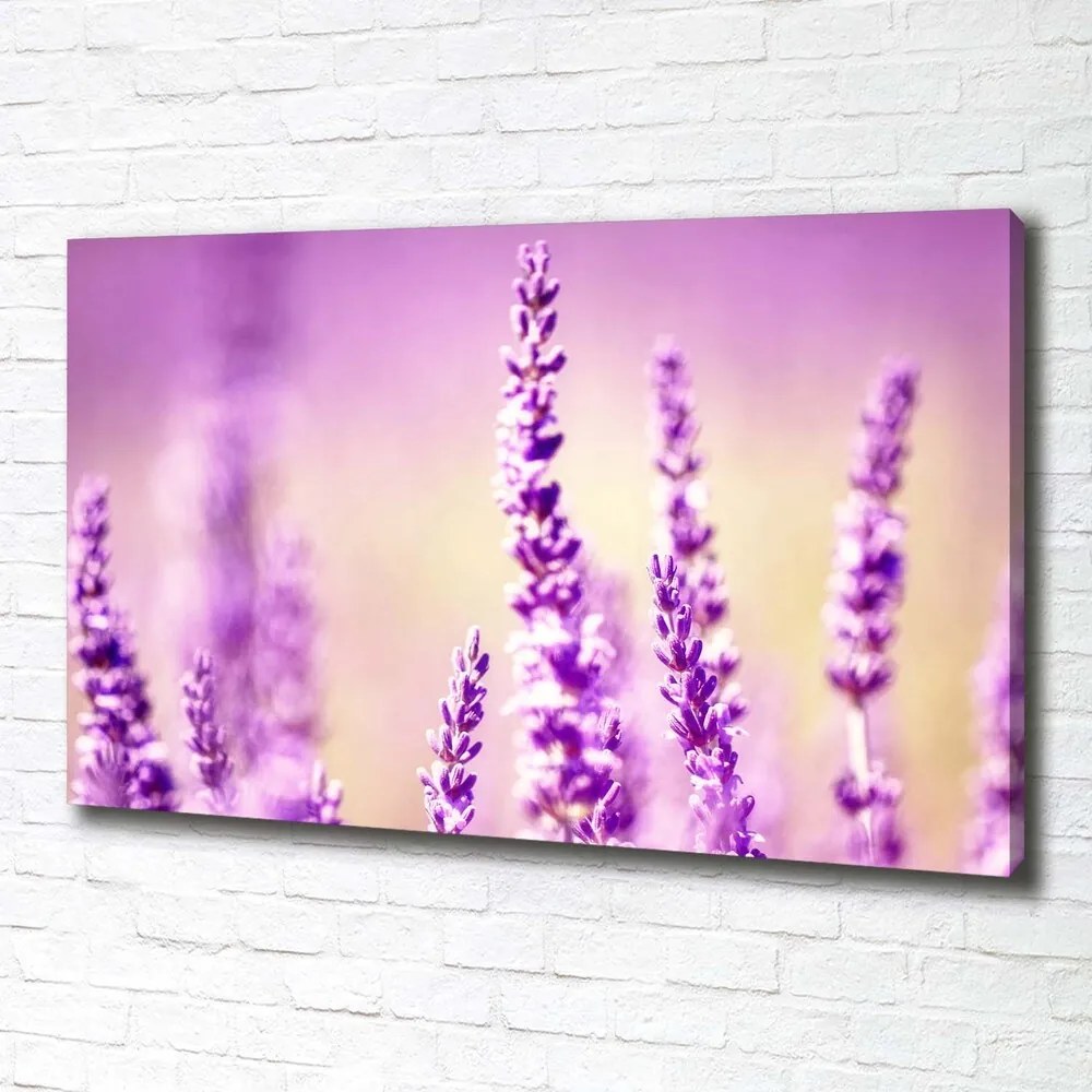 Print pe canvas Lavandă