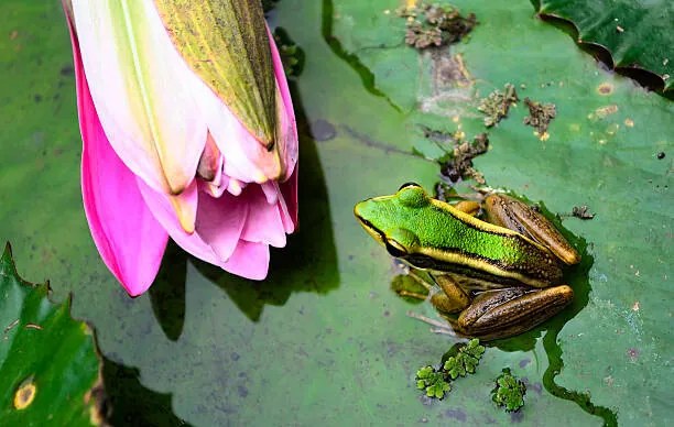 Fotografie Green Frog, tonyoquias