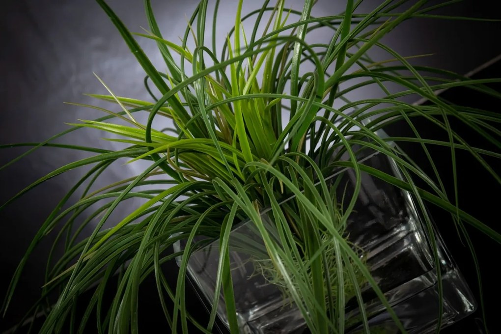 Aranjament floral mediu design LUX SQUARE GRASS