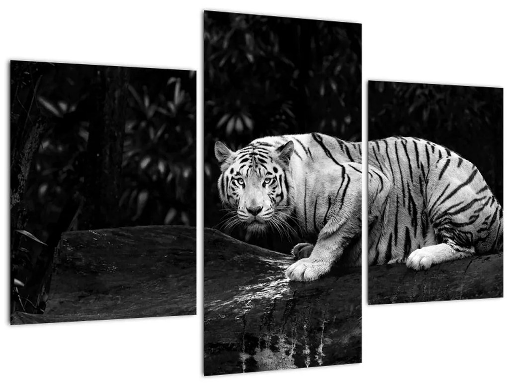 Tablou - Tigru alb, alb-negru (90x60 cm)