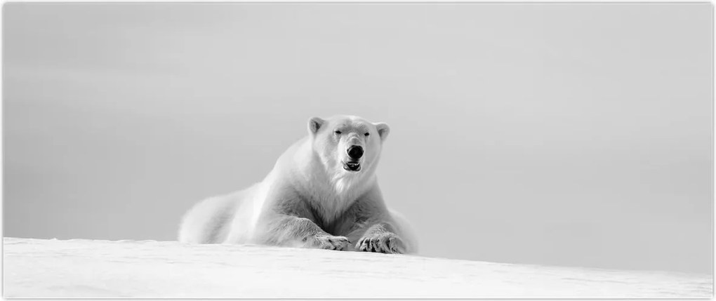 Tablou - Urs polar,alb-negru (120x50 cm)