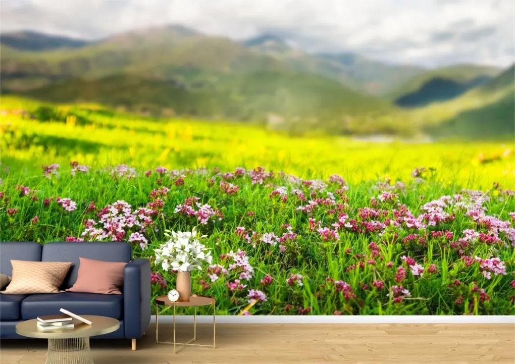 Tapet Premium Canvas - Flori colorate in Pirinei