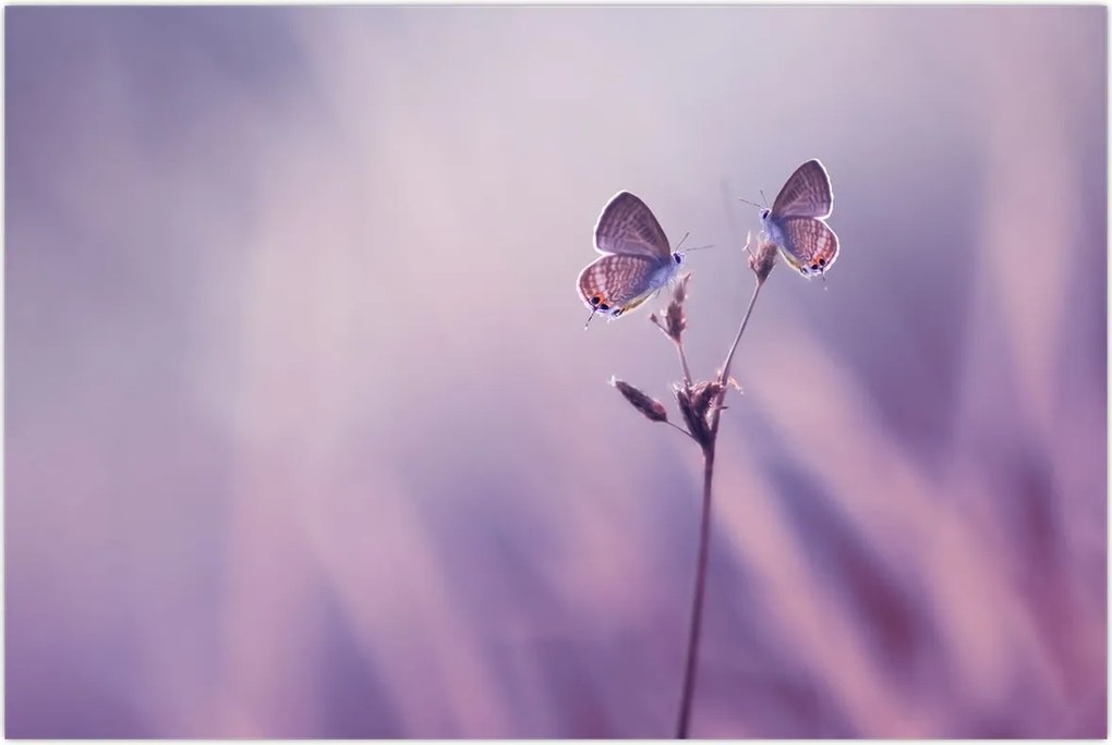 Tablou - Fluturi mov (90x60 cm)