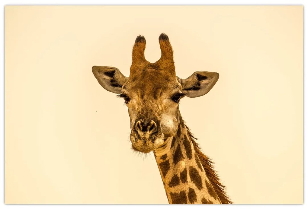 Tablou cu girafe (90x60 cm)