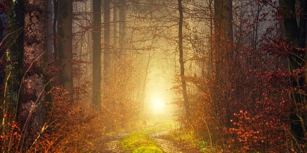 Tablou lumina în pădure