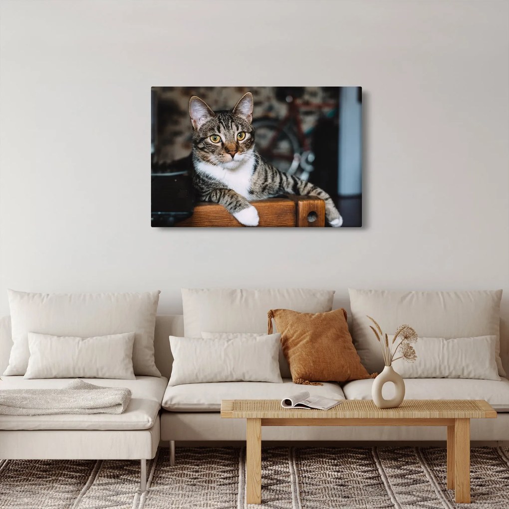 Tablou cu pisica (90x60 cm)
