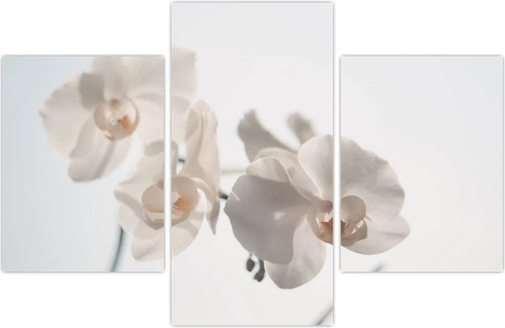 Tablou cu orhidee albă (90x60 cm)
