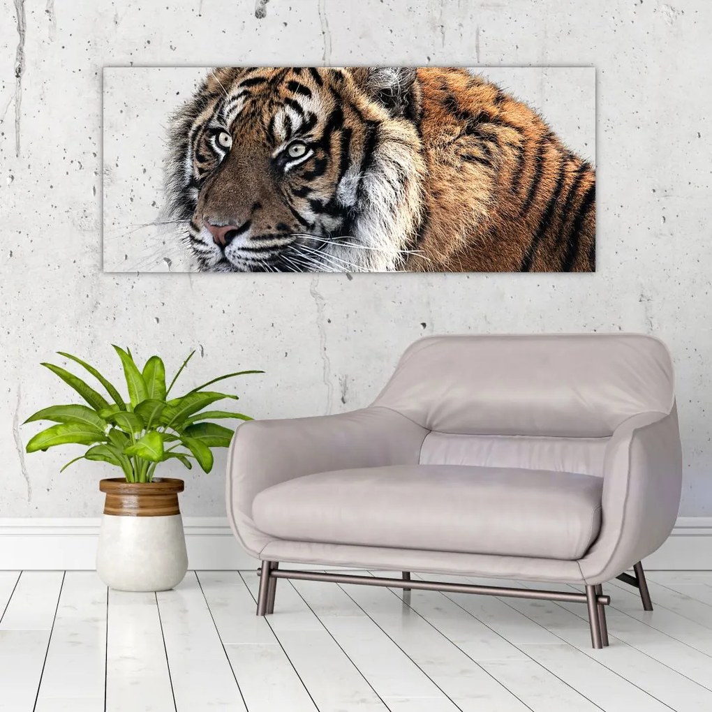 Tablou cu tigrul (120x50 cm)