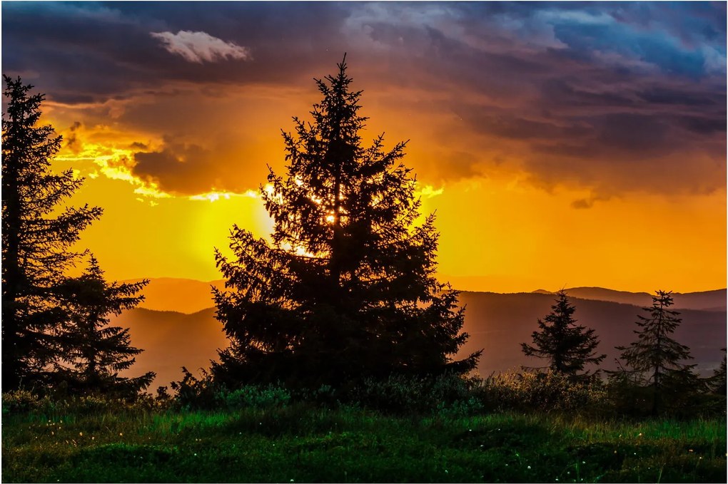 Tablou - coniferi (90x60 cm)