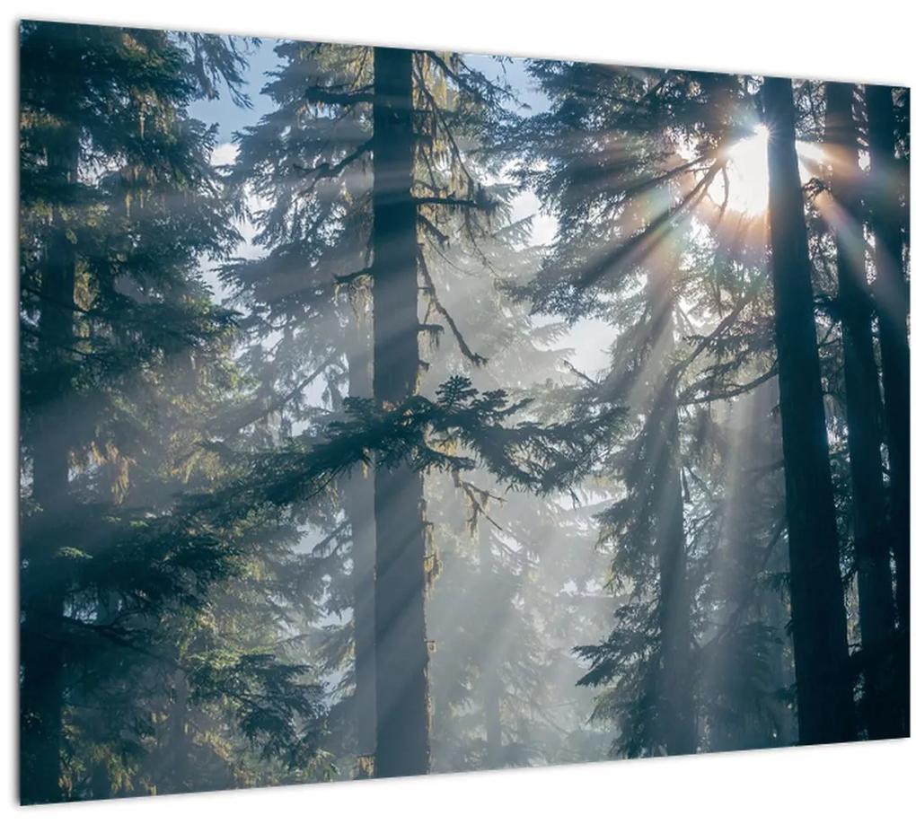 Tablou cu copaci și soarele translucind (70x50 cm), în 40 de alte dimensiuni noi