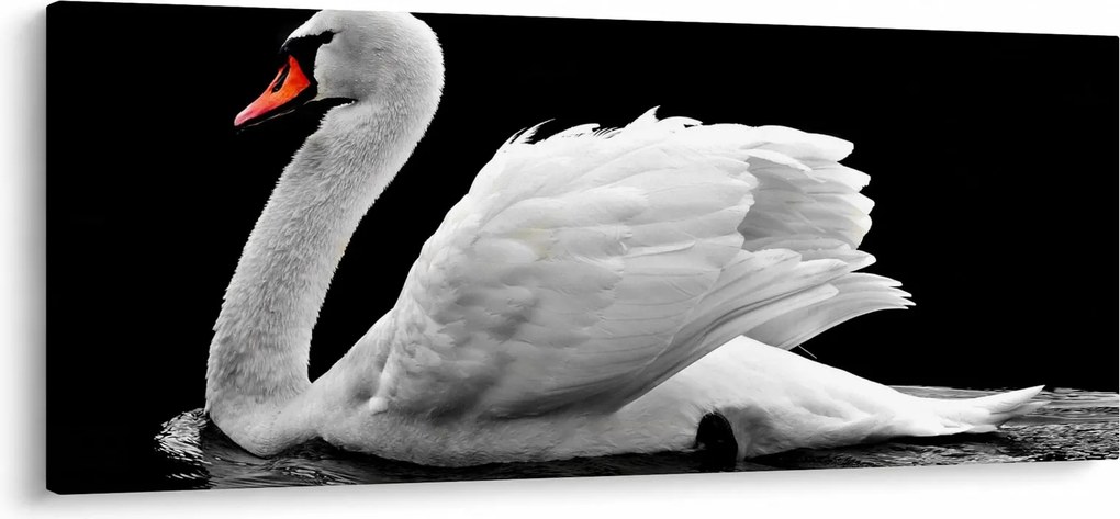 Tablou cu lebăda alb neagră (120x50 cm)