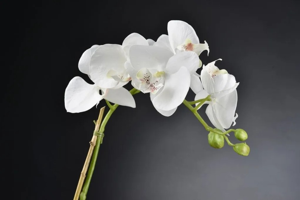Aranjament floral LUX LIGHT ATOLLO 4 PHALENOPSIS SMALL