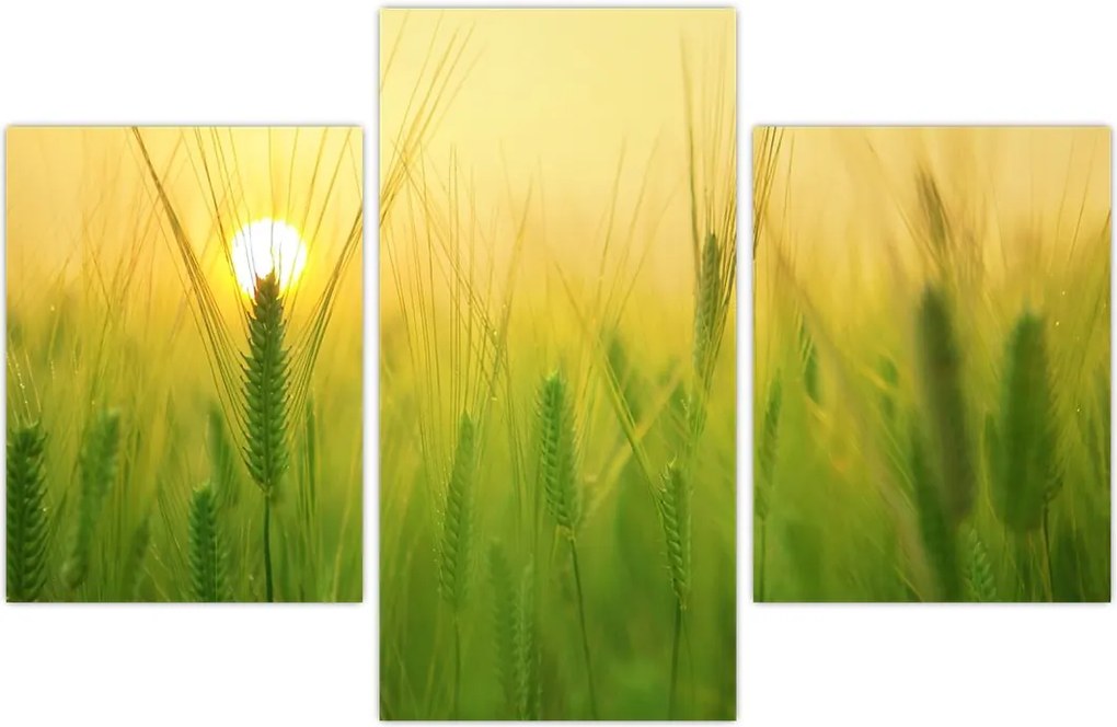 Tablou - Câmp cu cereale (90x60 cm)